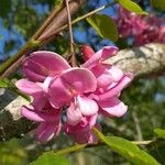 Robinia hispida Flor