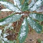 Helleborus niger Blad