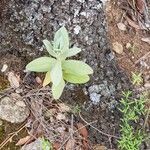 Cistus albidusLeaf