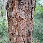 Pinus rigida 樹皮