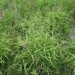 Leersia oryzoides عادت داشتن