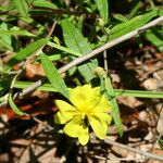 Helianthemum georgianum Flower