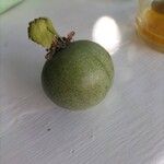 Passiflora edulis Owoc