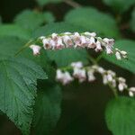 Neillia thibetica പുഷ്പം