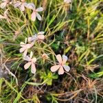 Pelargonium quinquelobatum Flors