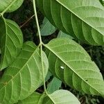 Psydrax palma Leaf