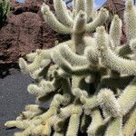 Cylindropuntia bigelovii Habit