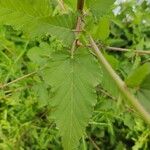 Melochia corchorifolia Leaf