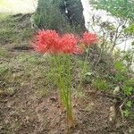 Lycoris radiata Kvet