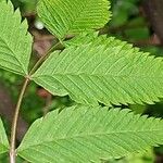 Sorbaria tomentosa Hoja