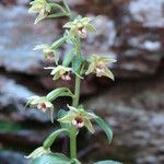 Epipactis exilis Flower