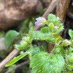 Veronica sublobata Folha