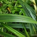 Scleria gaertneri Blatt