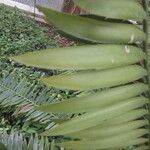 Encephalartos munchii Φύλλο