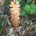 Orobanche flava Voninkazo