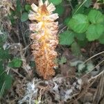 Orobanche flava Flor