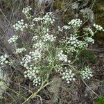 Seseli tortuosum Libunga