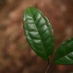Eugenia coffeifolia Лист