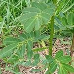 Senna pendula Leaf
