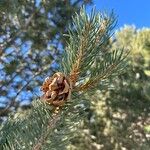 Pinus edulis Hoja