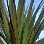 Cordyline indivisa Levél