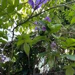 Solanum wendlandii Листок