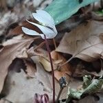 Cyclamen creticum Flower