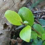 Ficus natalensis পাতা