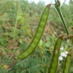 Tephrosia noctiflora Fruit