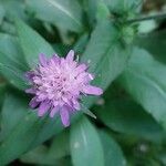 Knautia dipsacifoliaBlüte