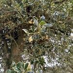 Ilex aquifoliumList