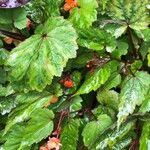 Begonia sutherlandii برگ