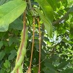 Capparis flexuosa Leaf