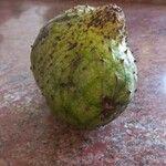 Annona montana Gyümölcs