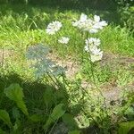Orlaya grandiflora ശീലം