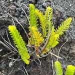 Nephrolepis abrupta Leaf