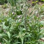 Penstemon hirsutus Blomst