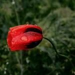 Papaver argemone Kvet