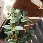 Episcia cupreataLeaf