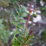 Erodium cicutarium 樹皮