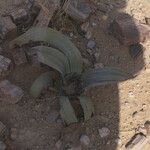 Welwitschia mirabilis Blatt