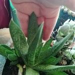 Gasteria excelsa Hostoa