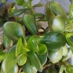 Crassula ovataLeaf