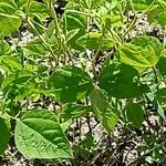 Apios americana Folla