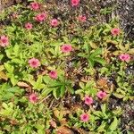 Potentilla nepalensis Flower