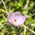Malacothamnus fremontii Цветок