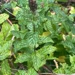 Mentha spicata List