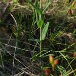 Hypericum linariifolium पत्ता