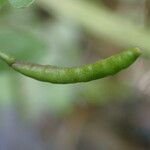 Nasturtium officinale 果實