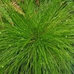 Isolepis cernua Ліст